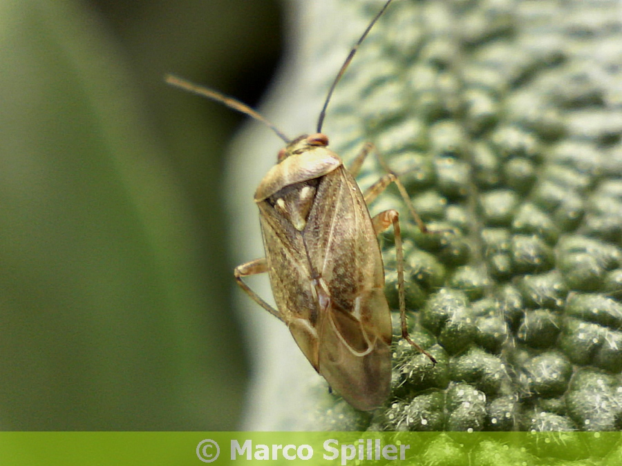 Miridae: Lygus rugulipennis